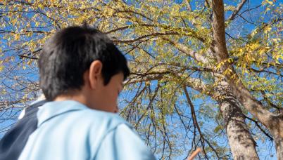 Student drawing a tree