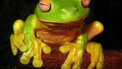 frog