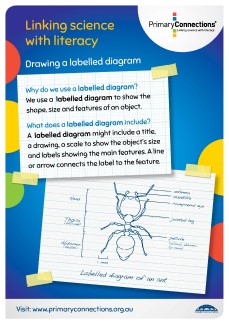 'Drawing a labelled diagram' classroom display thumbnail image
