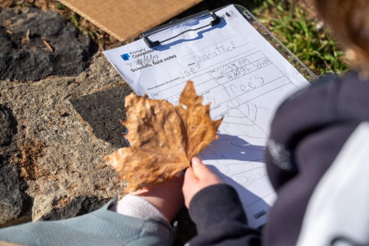 Student drawing a leaf