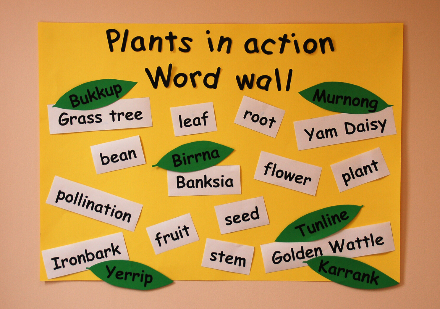 Word wall Plants in action Year 4