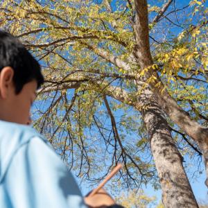 Student drawing a tree
