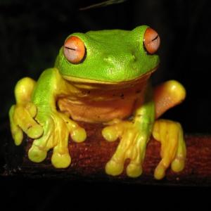 Frog