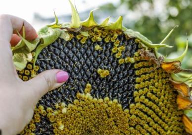 Woman's hand showing how seeds grow in a sunflower flower