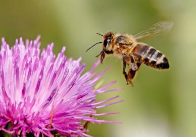 Honey bee landing on thistle